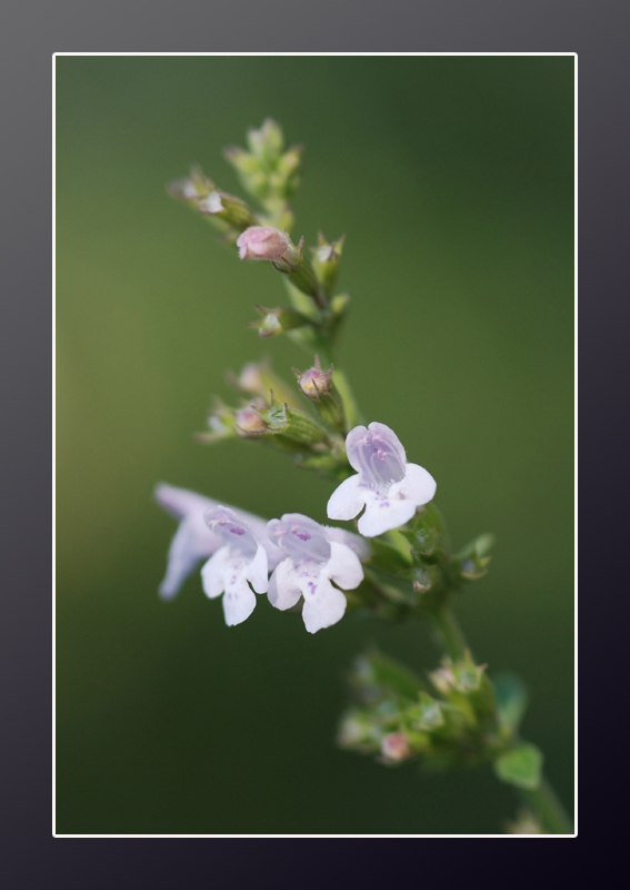 Stesso fiore..........????? Calamintha nepeta